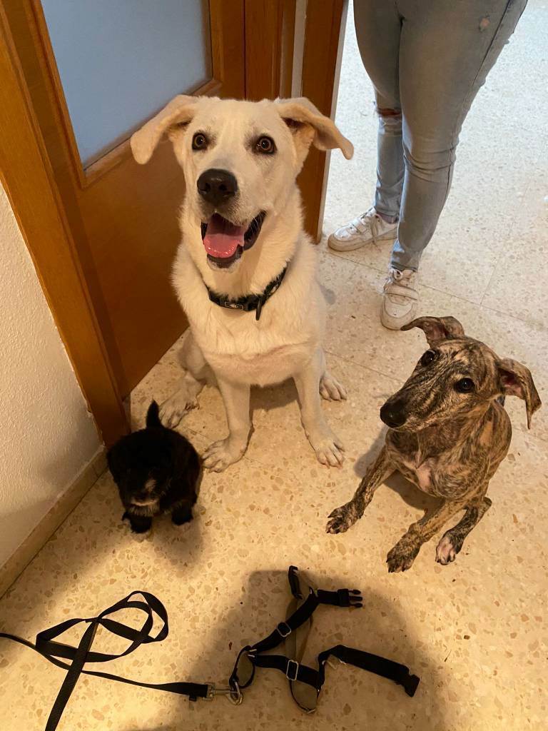 residencia-canina se andrea f2f88a39-7bcb-4a9d-a209-279ee23256f7