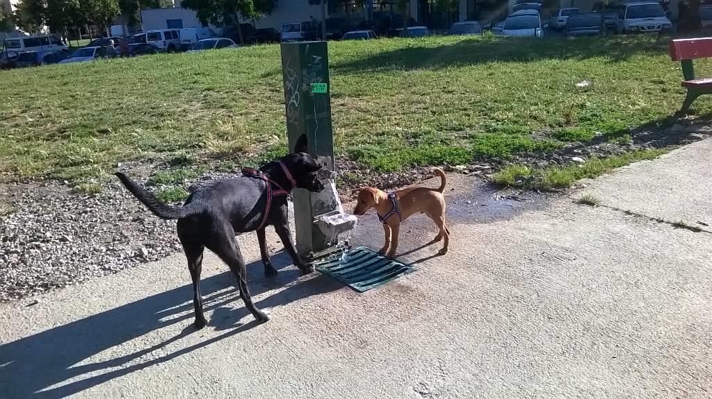 residencia-canina na maialen b3a56664-f93c-4060-9960-2354c5594707