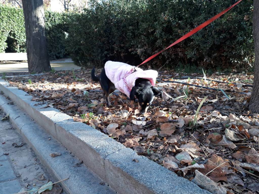 residencia-canina gr ruth 56e87b13-8b4d-49f9-9f4b-6a6fb1d454db