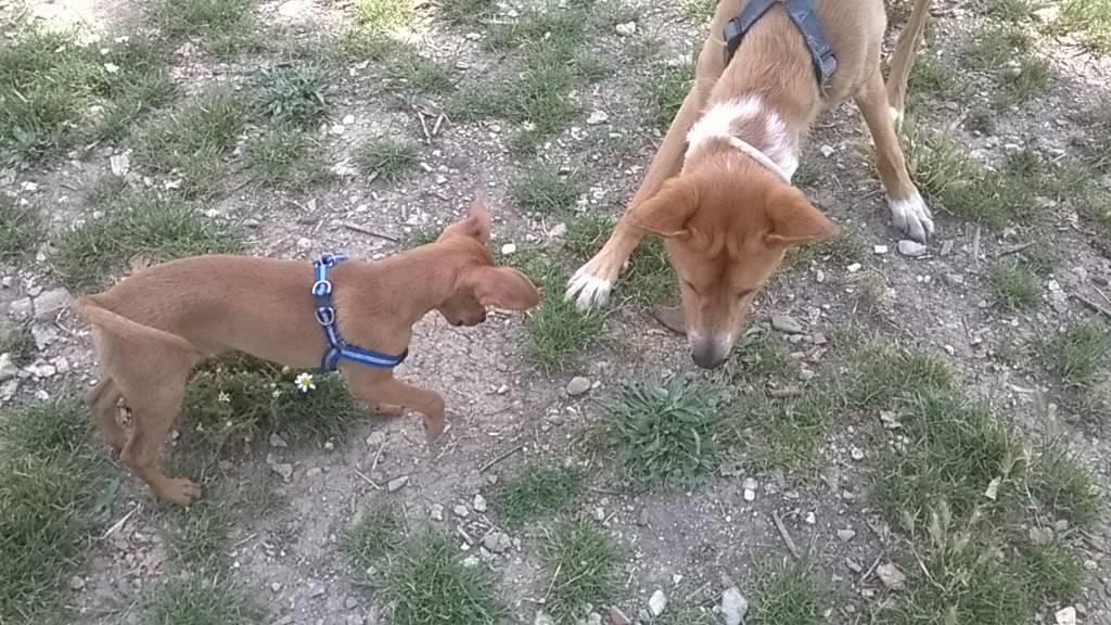 residencia-canina na maialen f6293cca-aa3e-4414-8ab2-0e68b689b847
