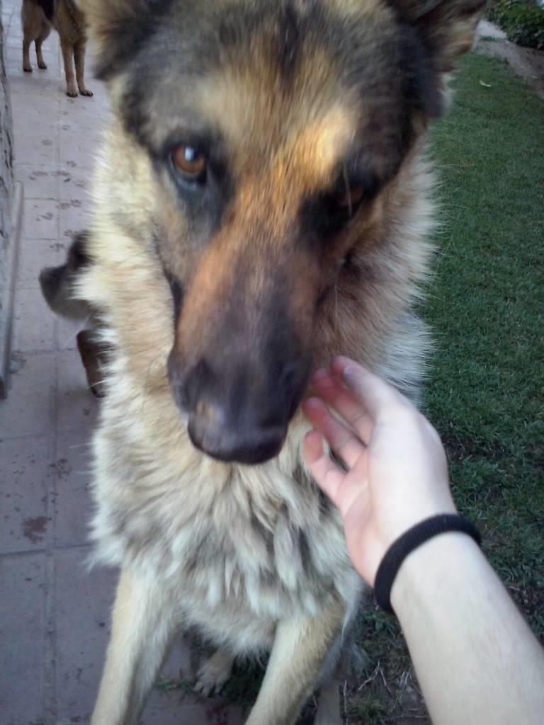 residencia-canina co paula 14a060b7-b493-416b-a44a-6976ed269dbf