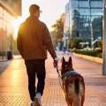 petsitter stranger
