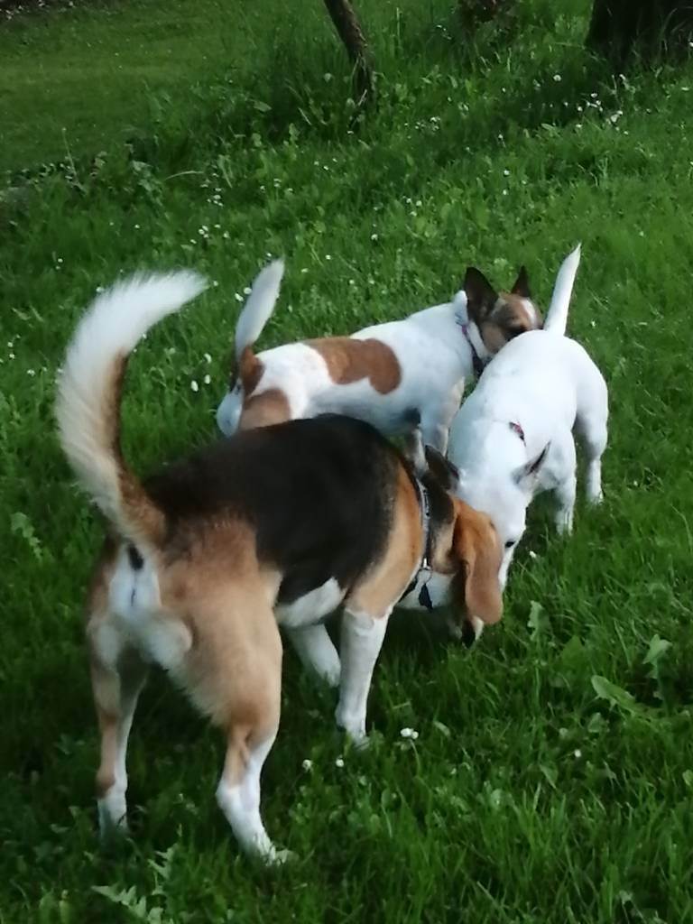 residencia-canina ss cristina d87d2b41-ca81-4a83-9e88-98fb6bbc1ecd