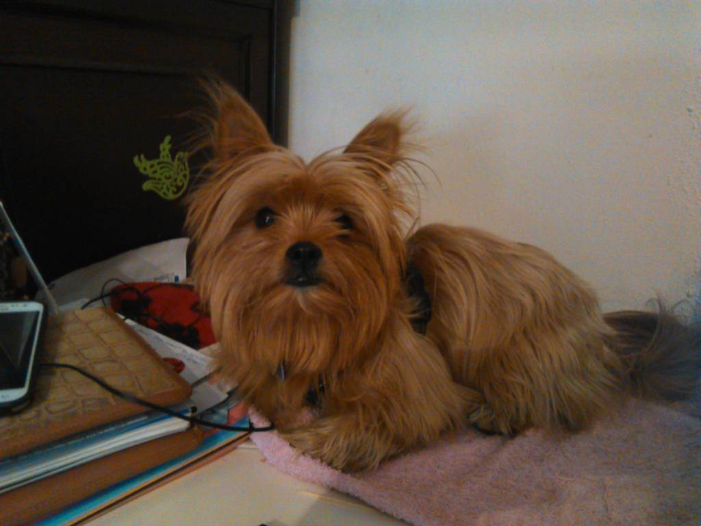 residencia-canina m esther 64b0e7b5-d7d4-47bc-b49b-d41e1598bf68