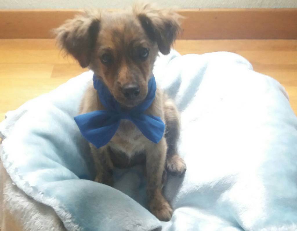 residencia-canina na maialen 7c766441-c365-4b7d-a6a0-88528113af9a