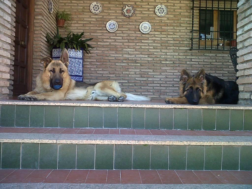 residencia-canina co paula 827fa658-50df-42cd-ad21-7ee036a989f5
