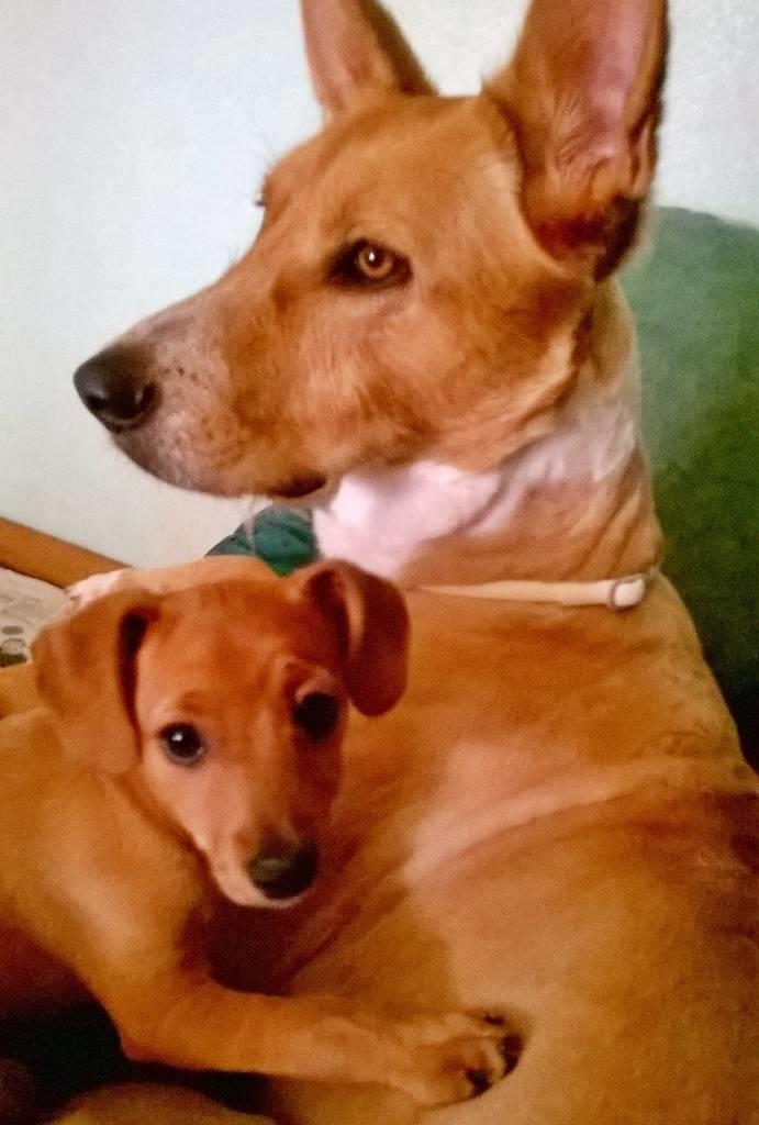 residencia-canina na maialen aeec351f-4ccc-40db-bd5a-0906635de402