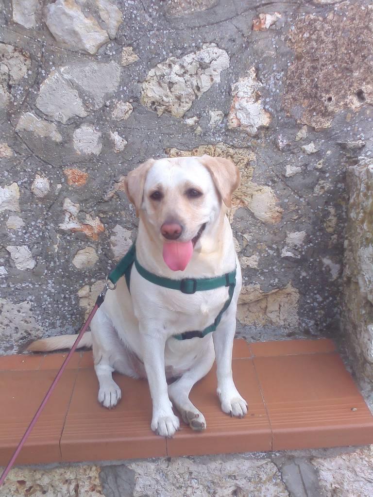 residencia-canina p maría lucía cc9189f5-6e63-4376-aa0a-109cc0fd9618