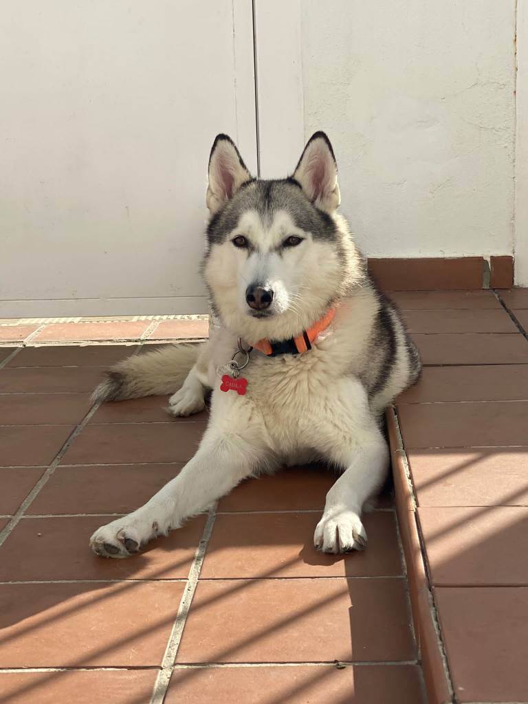 residencia-canina se andrea dc101a5b-1bb6-4515-a2f3-2c86f7ef1239
